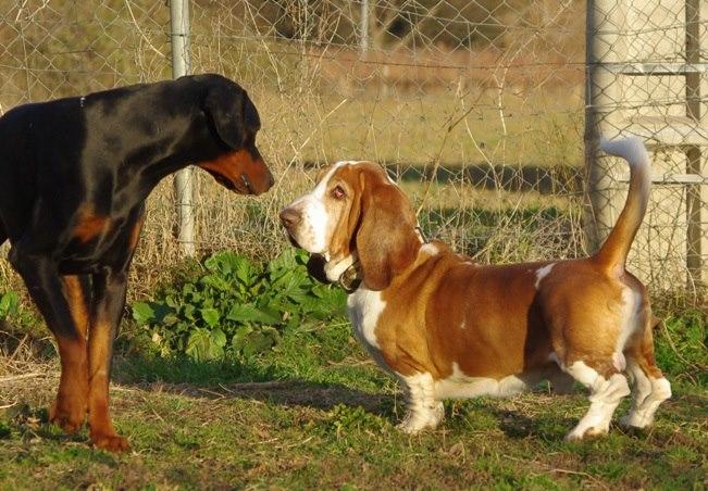 Pension pour chien Aubord