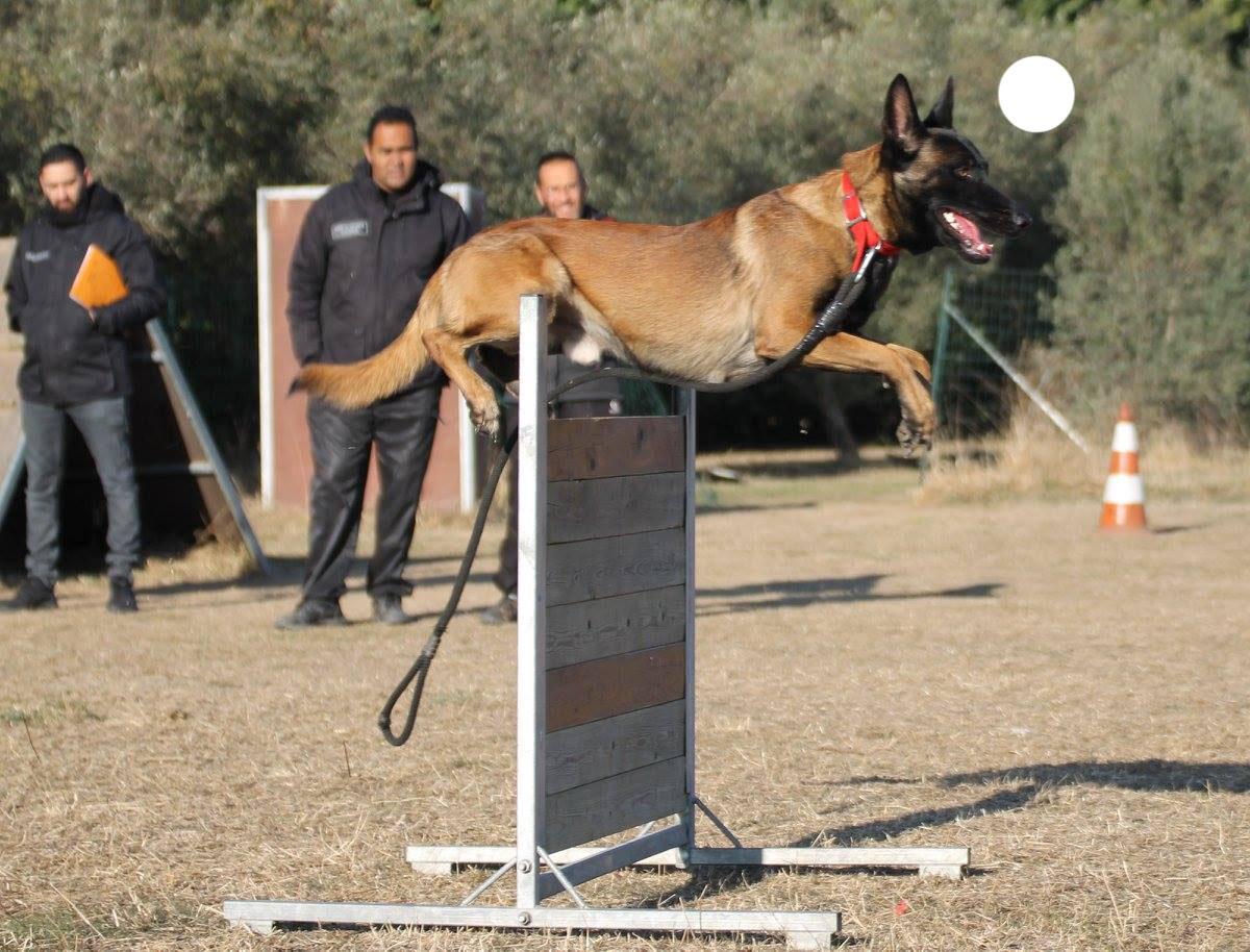 Dressage de chien Aubord