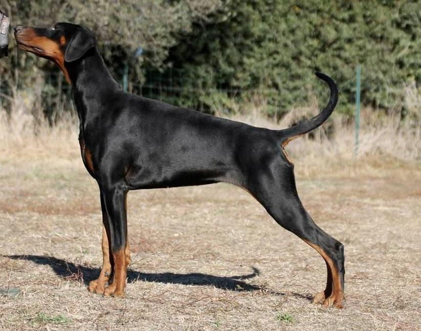 Élevage de Dobermann Aubord