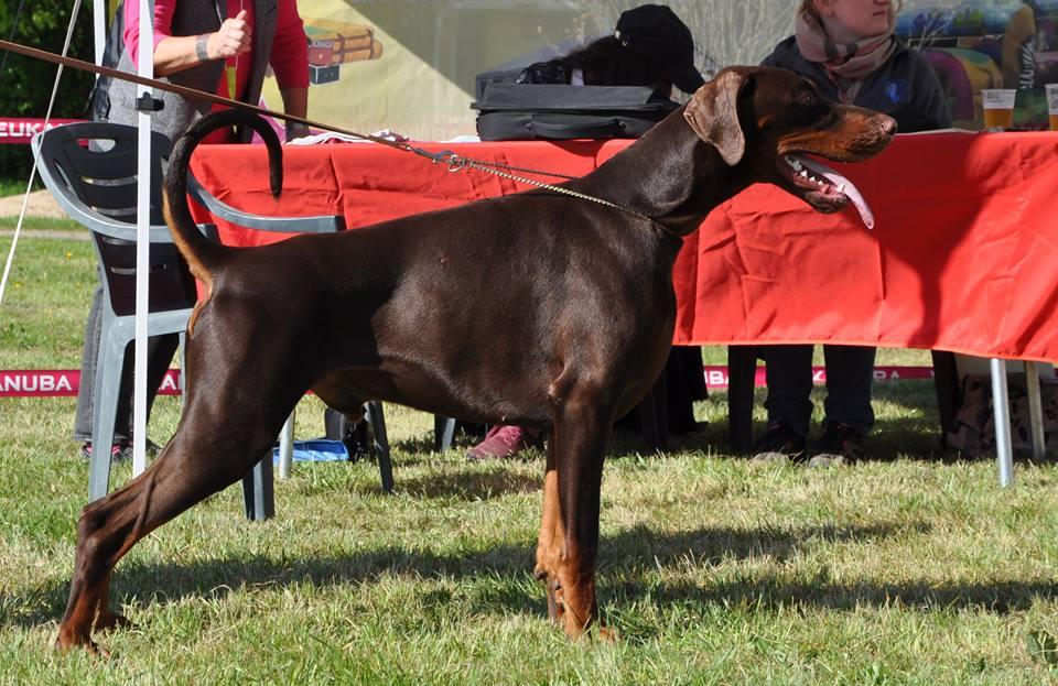 Élevage de Dobermann Montpellier