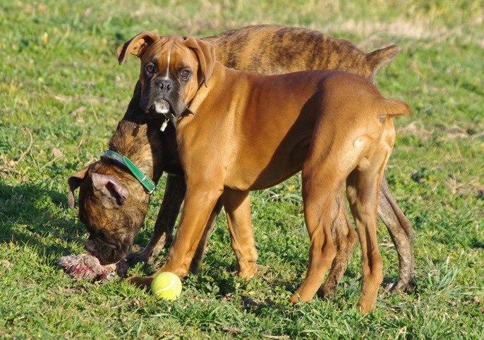 Pension pour chien Montpellier